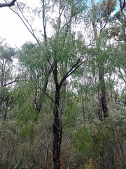 Persoonia longifolia