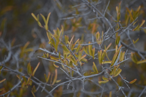 Bushrue
