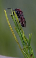 Spilostethus taeniatus