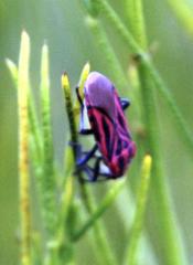 Spilostethus taeniatus