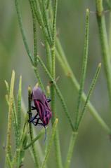 Spilostethus taeniatus