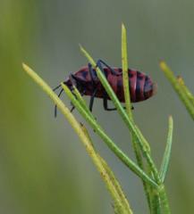 Spilostethus taeniatus