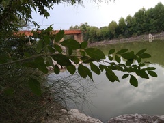 Fraxinus berlandieriana