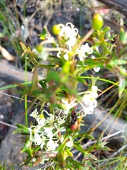 Grevillea trifida