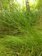 Carex loliacea