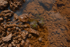 Drosera neocaledonica