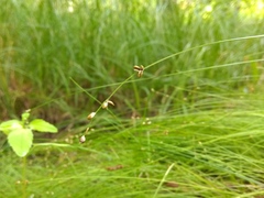 Carex loliacea