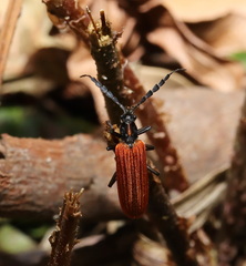 Pseudolycus torridus