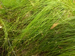 Carex loliacea