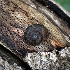 Austrorhytida
