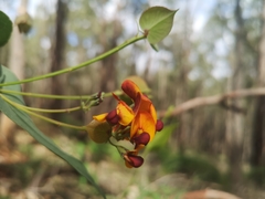 Daviesia cordata