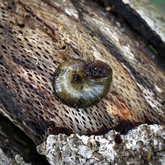 Austrorhytida