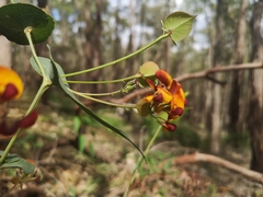 Daviesia cordata