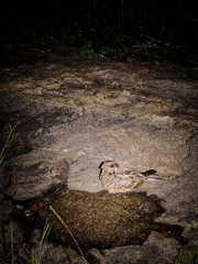 Caprimulgus asiaticus