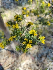 Pultenaea acerosa