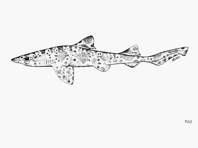 Ctenacis