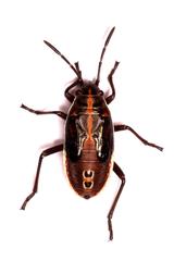 Spilostethus lemniscatus