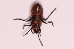 Spilostethus lemniscatus