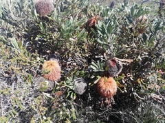 Banksia baueri