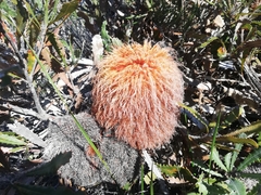 Banksia baueri