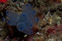 Clavelinidae