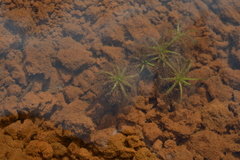 Drosera neocaledonica