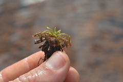 Drosera neocaledonica
