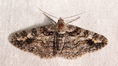 Cleora cinctaria