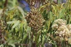 Corymbia terminalis
