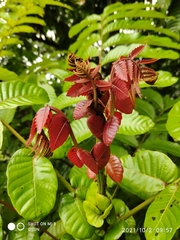 Pometia pinnata