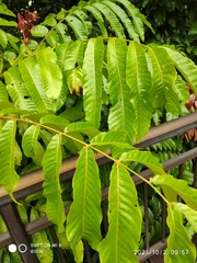 Pometia pinnata