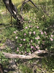 Pimelea rosea