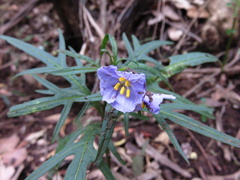 Solanum vescum