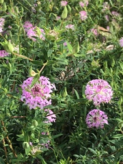 Pimelea rosea
