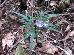 Solanum vescum
