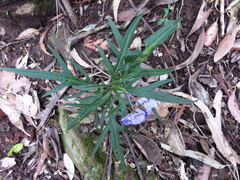 Solanum vescum