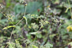 Bupleurum longiradiatum