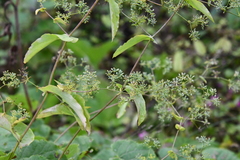 Bupleurum longiradiatum
