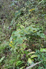 Bupleurum longiradiatum