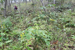 Bupleurum longiradiatum