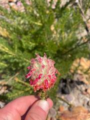 Paranomus longicaulis