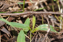 Chiloglottis cornuta