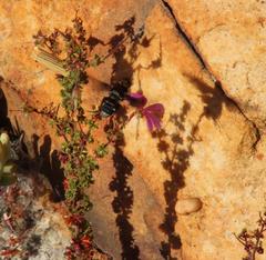 Pelargonium englerianum