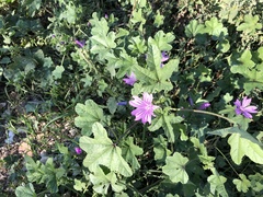 Malva sylvestris