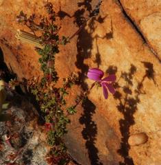 Pelargonium englerianum