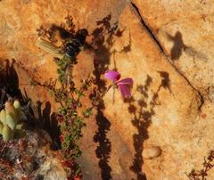 Pelargonium englerianum
