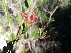 Adenanthos ellipticus