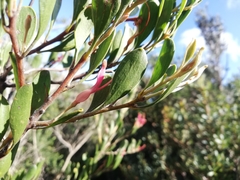Adenanthos ellipticus