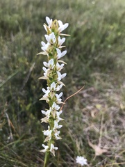 Prasophyllum spicatum