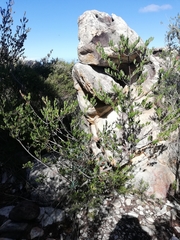 Adenanthos ellipticus